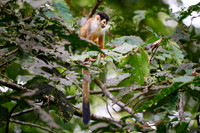 Central American squirrel monkey or red-backed squirrel monkey