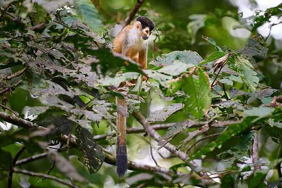 Central American squirrel monkey or red-backed squirrel monkey