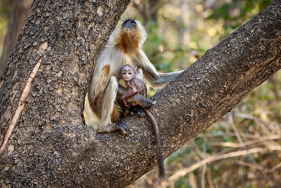 The northern plains gray langur (Semnopithecus entellus), also known as the sacred langur, Bengal sacred langur and Hanuman langur