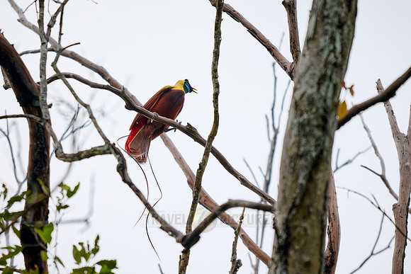 Red Bird of Paradise, Paradisaea rubra, Raja Ampat Biodiversity Nature Resort, Waigeo, Raja Ampat