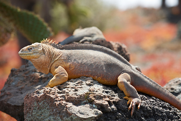 Galapagos Land Iguana