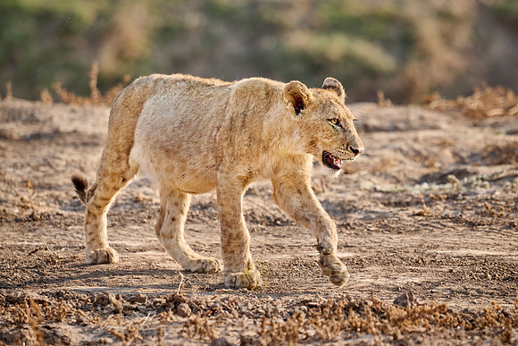 walking lion cub (Panthera leo)