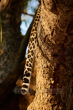 tail of a African leopard (Panthera pardus pardus)