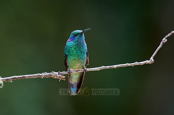 lesser violetear (Colibri cyanotus)