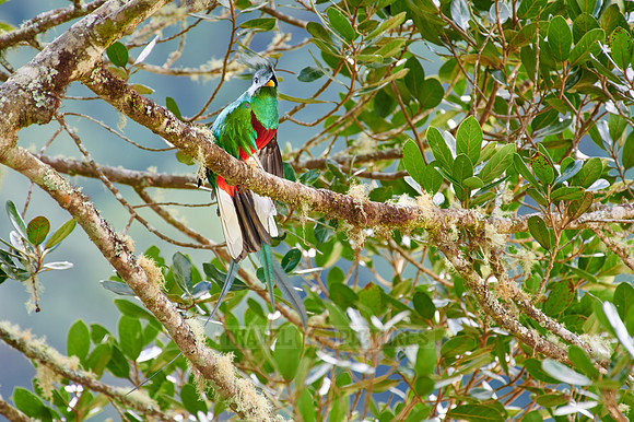 brightly colorful male Resplendent quetzal on a wild avocado tree