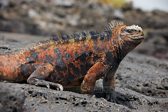 Marine Iguana, Amblyrhynchus cristatus