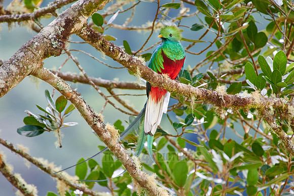 brightly colorful male Resplendent quetzal on a wild avocado tree