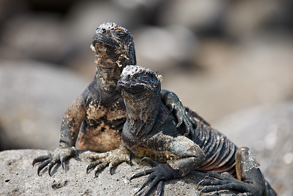 Marine Iguana, Amblyrhynchus cristatus