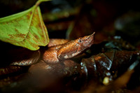 poisonous rainforest hognosed pitviper