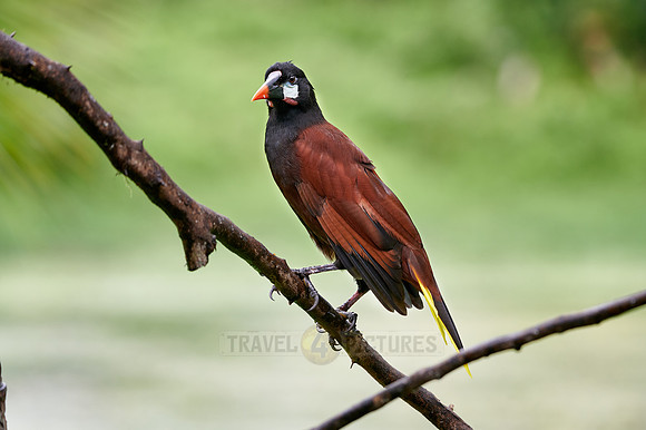 Montezuma Oropendola (Psarocolius montezuma)