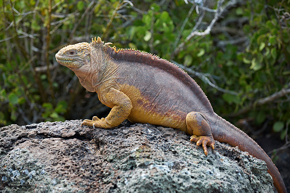 Galapagos Land Iguana