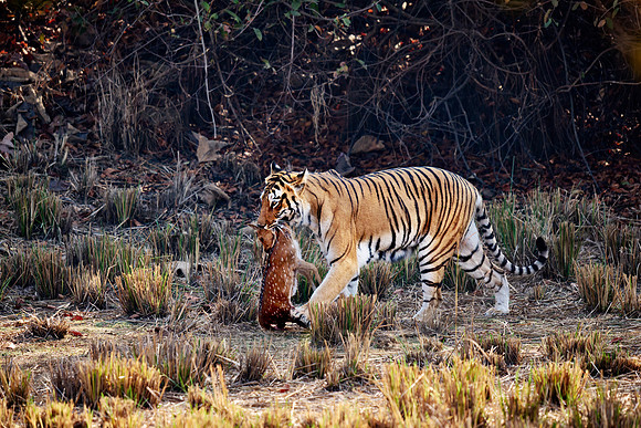 Tiger with prey in mouth