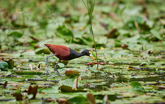 northern jacana or northern jaçana (Jacana spinosa)