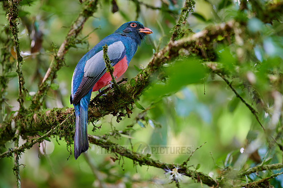 Slaty-tailed trogon (Trogon massena)