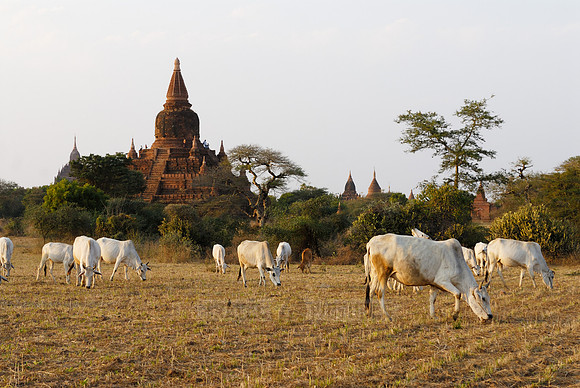 cattle and pagodas