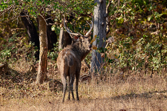 Sambar (Rusa unicolor)