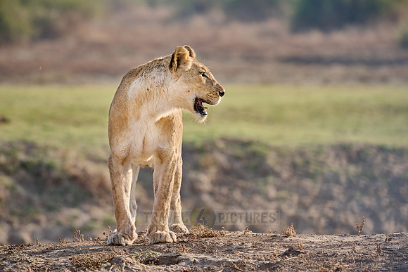 lioness (Panthera leo)