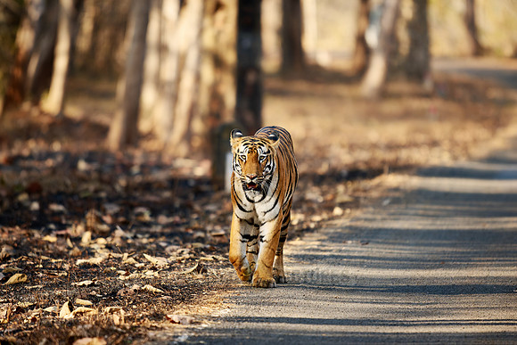 Bengal tiger (Panthera tigris tigris)