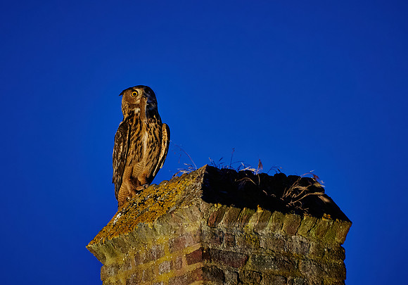 night shot of Eurasian eagle-owl with prey