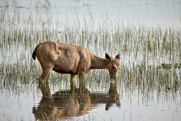 Sambar (Rusa unicolor)
