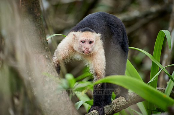 Panamanian white-faced capuchin (Cebus imitator)