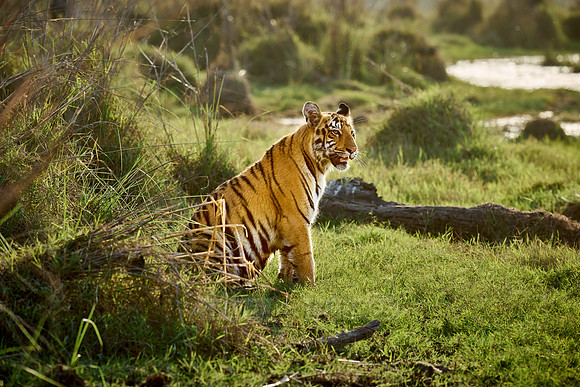 Bengal tiger cub (Panthera tigris tigris)