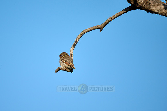 Asian Barred Owlet (Glaucidium cuculoides) also known as the Cuckoo owlet