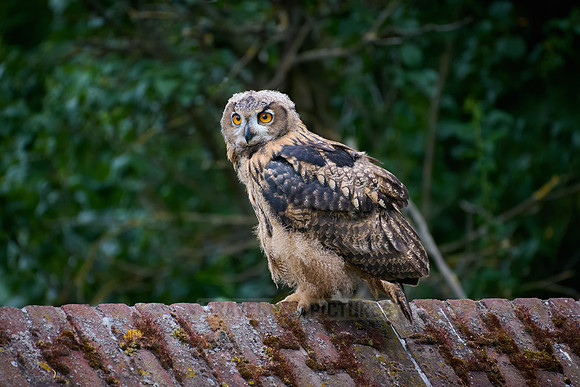 Eurasian eagle-owl (Bubo bubo), youngster on a a wall