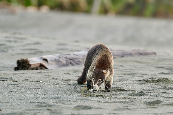 White-nosed Coati plunders nest with turtle eggs