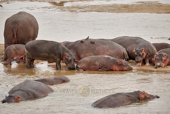 herd of hippos (Hippopotamus amphibius) with babys in Luangwa river