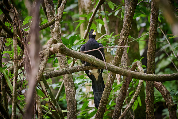 Male Great Curassow in rainforest