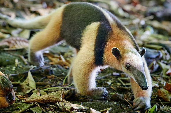 Northern tamandua (Tamandua mexicana)