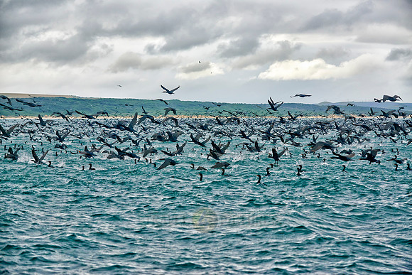huge swarm of cormorants in Mossel Bay