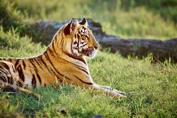 Bengal tiger cub (Panthera tigris tigris)