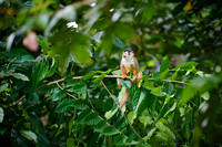 Central American squirrel monkey or red-backed squirrel monkey
