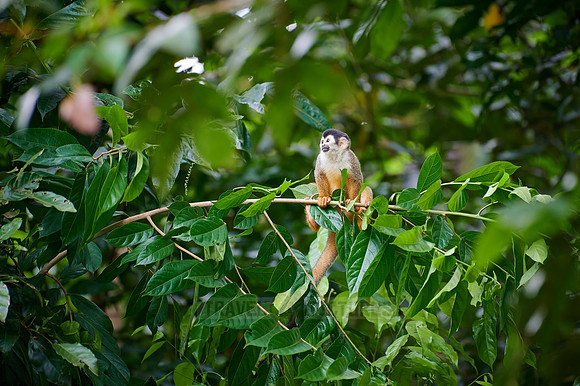 Central American squirrel monkey or red-backed squirrel monkey