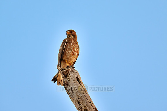 white-eyed buzzard (Butastur teesa)