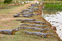 huge group yacare caiman