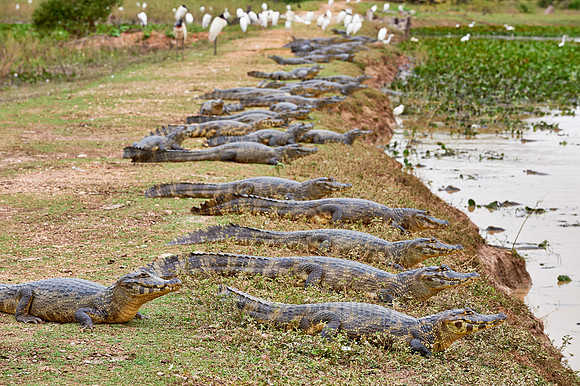 huge group yacare caiman