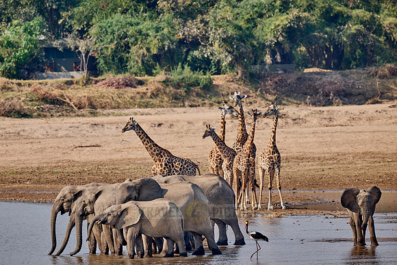Afrikanischer Elefant (Loxodonta africana) Thornicroft-Giraffen (Giraffa camelopardalis thornicrofti) |African bush elephant (Loxodonta africana) Thornicroft's giraffes (Giraffa camelopardalis thornic