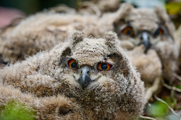 two Eurasian eagle-owl fledgling