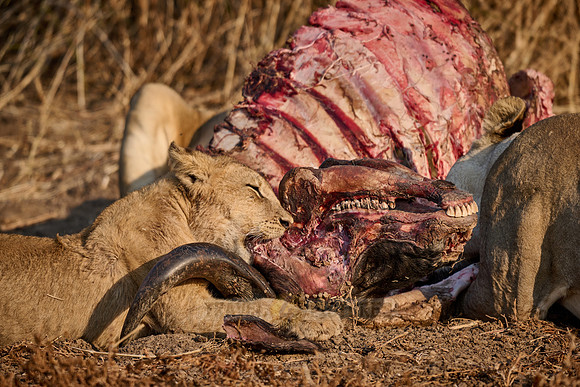 lion cub (Panthera leo) at buffalo kill
