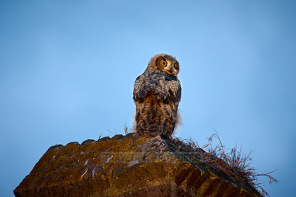 Eurasian eagle-owl (Bubo bubo), youngster on a a wall