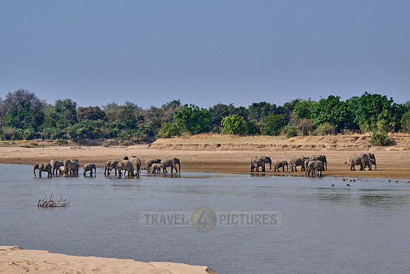 Afrikanischer Elefant (Loxodonta africana) |African bush elephant (Loxodonta africana)|