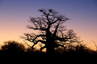 African baobab in front of sunrise