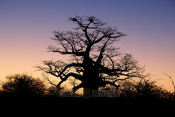 African baobab in front of sunrise