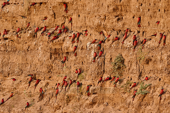 Kolonie Karminspinte (Merops nubicus) |southern carmine bee-eater (Merops nubicoides)|