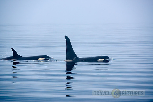 Resident Killer whales
