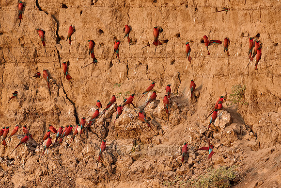 Kolonie Karminspinte (Merops nubicus) |southern carmine bee-eater (Merops nubicoides)|