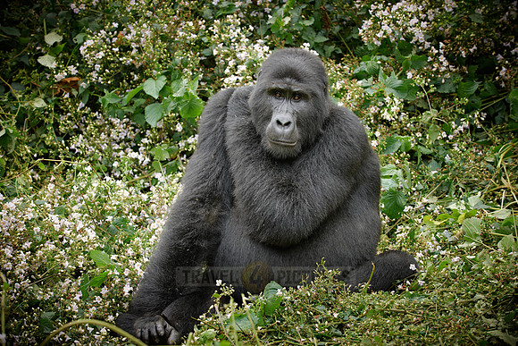 female mountain gorilla [Gorilla beringei beringei]